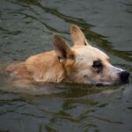 K9장기렌트비용 알아보자