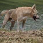 K9장기렌트카 이용 시 유의해야 할 3가지 포인트