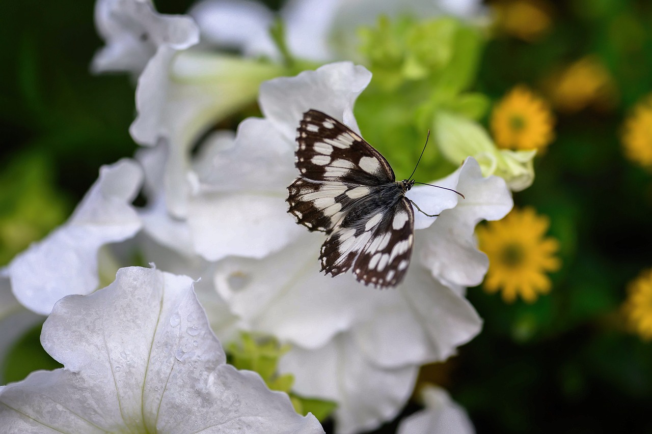 부산신차장기렌트