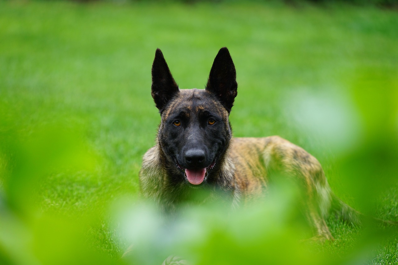 K9장기렌트비용