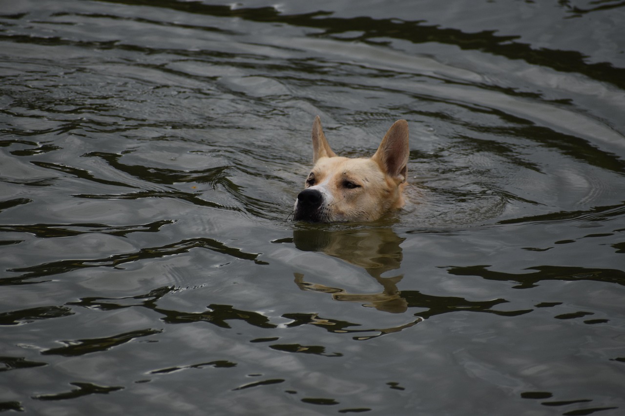 K9장기렌트카