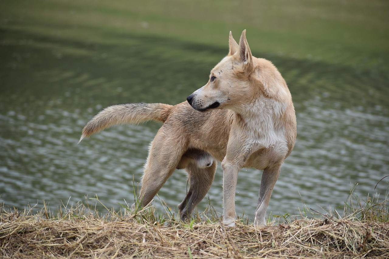 K9장기렌트비용