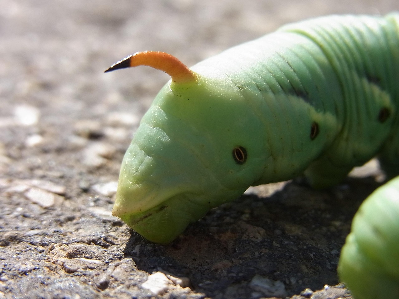 곤지름 사진