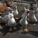 화물차 할부 이용 시 알아보아야 할 4가지 포인트