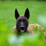 K9장기렌트 가격 알아보자