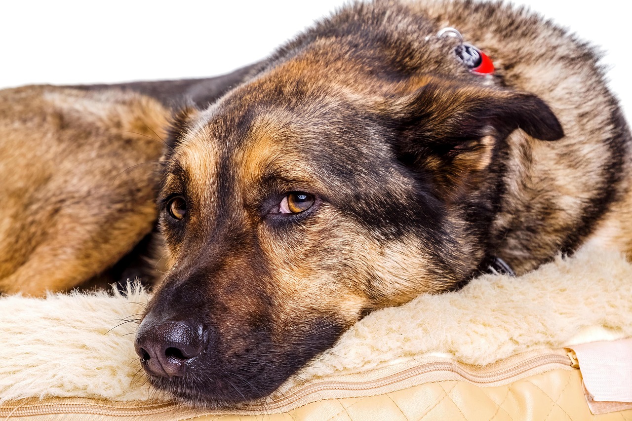 K9할부
