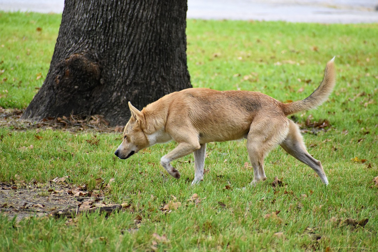 K9신차가격