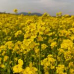 리스 중도 해지 방법 살펴보기